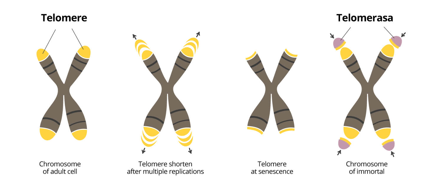 Graphic visualisation of shortening telemore, one of the hallmarks of aging