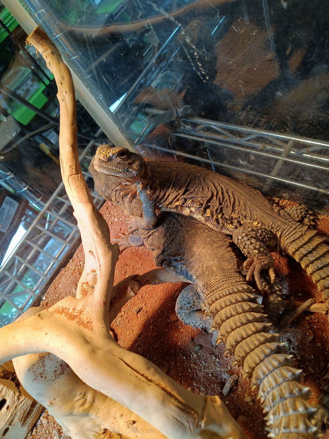 yellow uromastyx