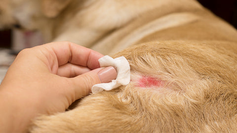 how to treat dog wounds from fleas