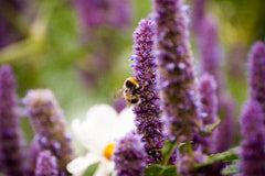 agastache plante médicinale