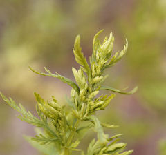 artemisia annua