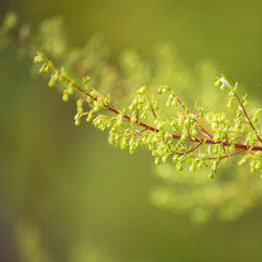 artemisia annua bienfaits