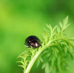 artemisia annua pour les virus