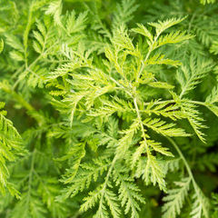 Artemisia annua Bio - La Boîte à Graines