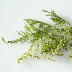 graines d'artemisia annua pour faire de la teinture mère