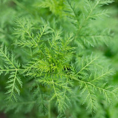 artemisia annua en gélules