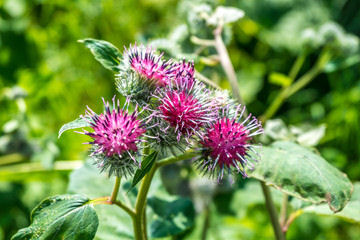 Bardane bienfaits cheveux - peau – Plantavie