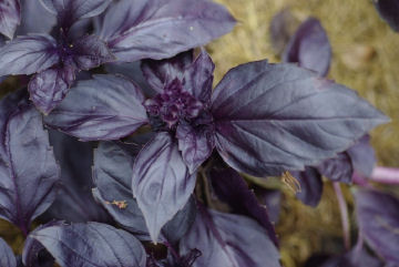 Basilic rouge vertus pour le stress