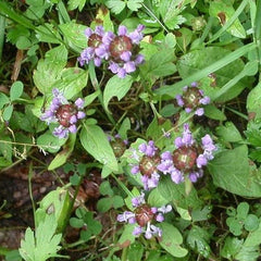 brunelle commune propriétés