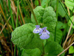 Calament nepeta contre-indications