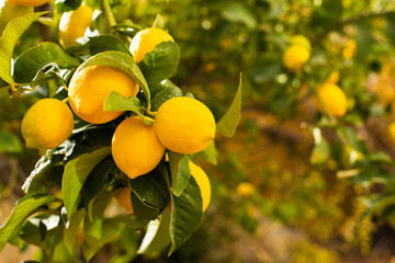 Bienfaits du citron pour perdre du poids