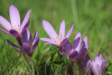 Colchicum autumnale bienfaits