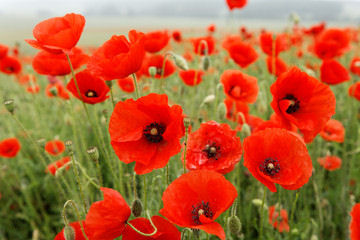 Tisane coquelicot - bienfaits