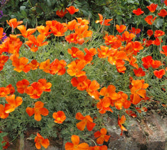 Eschscholzia bio