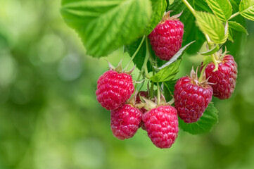 Framboise bon pour la santé cardiaque