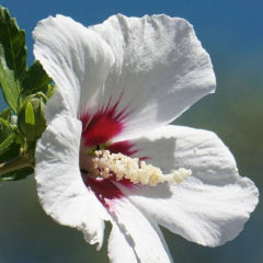 hibiscus bienfaits femme