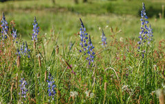 Lupin bienfaits