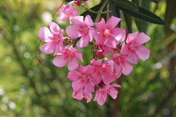 Oleander nerium