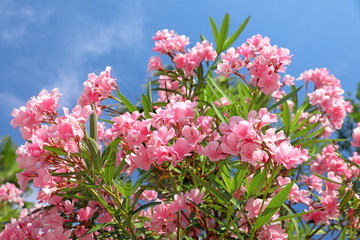 Comment cultiver Oleander nerium