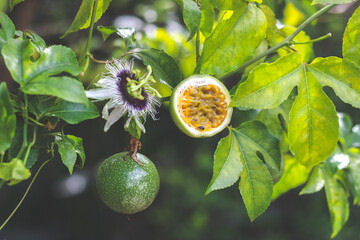 Bienfaits des fruits de la passion