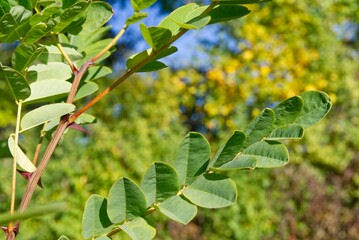 Robinia pseudo-acacia contre indication