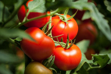 Bienfaits des tomates sur la peau
