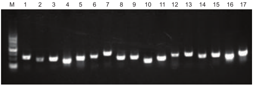 Agarose gel of PCR using Mouse Genotyping Kit
