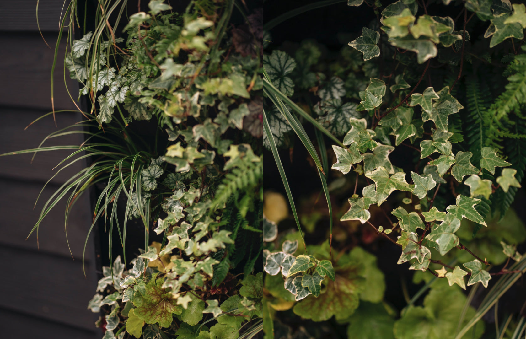 Close up of an outdoor living wall with plants photographed in December