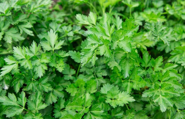 parsley body detox