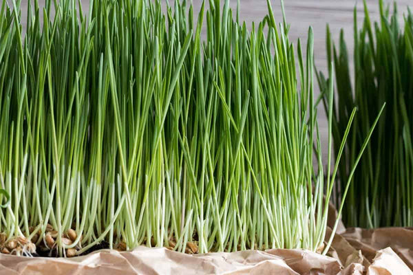 wheatgrass microgreens