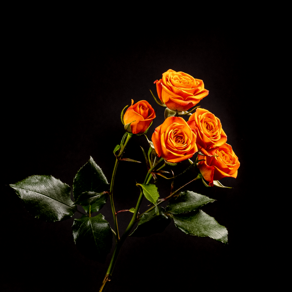 Orange Spray Rose – Bloom Bundle