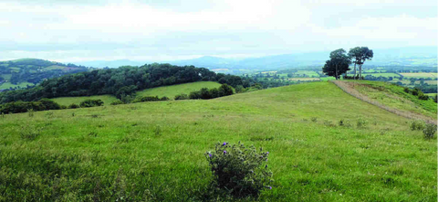green hilly field