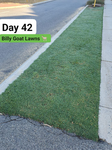 Day 42 lawn progress