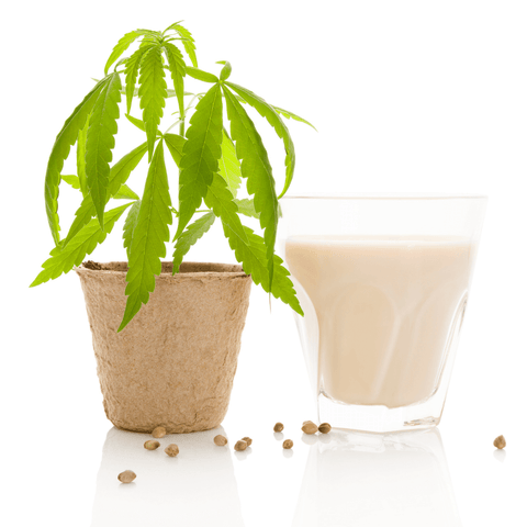 Hanfmilch - ein gesunder Milchersatz