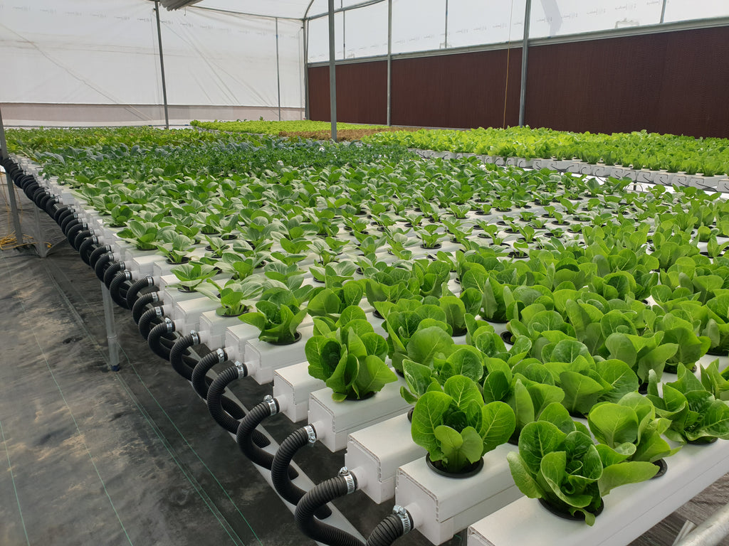 What is Hydroponics? – Onlyhydroponics