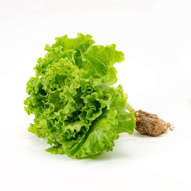 Hydroponic Lettuce Locarno | Organically Grown – Onlyhydroponics