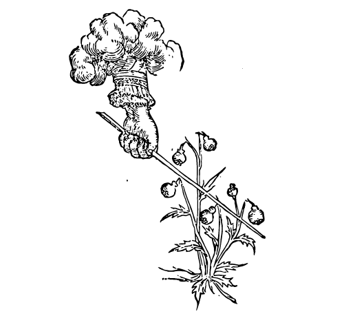 HEMP & ROOT – The Pathfinder Spirit