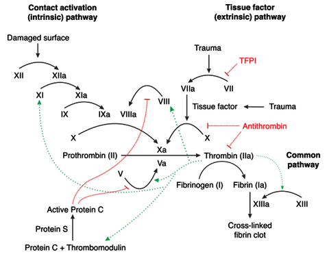 Pathways in the Clotting Cascade