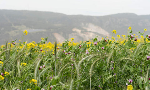 cover crop