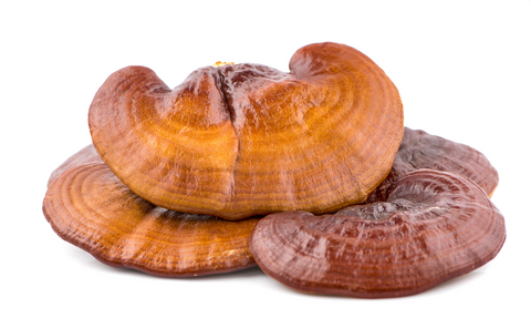 REISHI - Ganoderma Lucidum