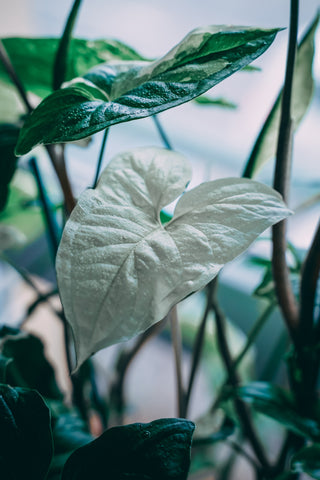 Syngonium Albo | Photo by Yogendra Singh on Unsplash