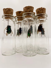 Load image into Gallery viewer, Colourful Bee in a Jar
