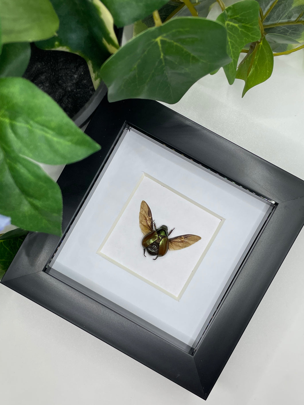 Golden Rutelidae Beetle in a frame #3