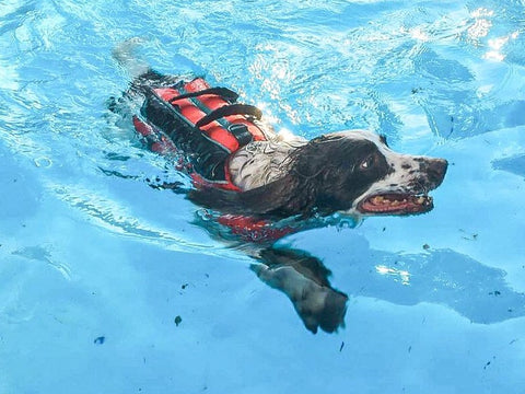 Photo of hydrotherapy from Place Board as a raised platform in Canine Conditioning and Body Awareness for my Senior Sports Dog