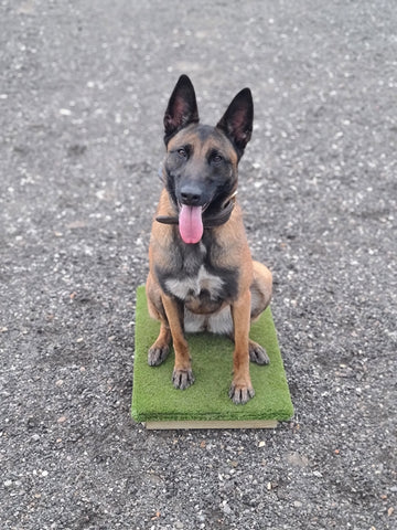 A shepherd on a ADW Place Board for Dog Training