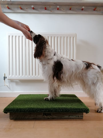 Photo from: Place Board as a raised platform in Canine Conditioning and Body Awareness for my Senior Sports Dog showing the Place Board being used as a low platform