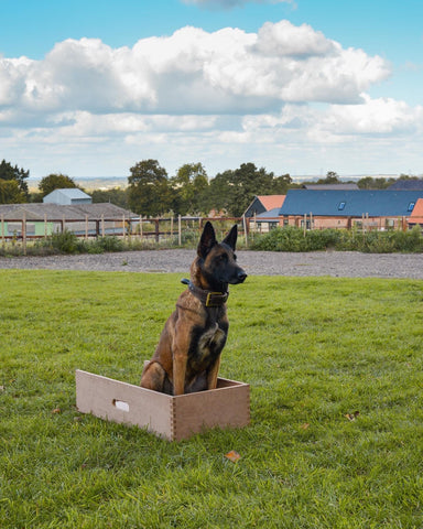 belgian malinois in a Position Box to train Bark and Hold