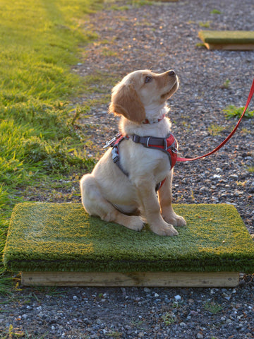 A Cocker Spaniel x Golden Retriever aged 13 weeks old learning sit stay for the first time using a Place Board