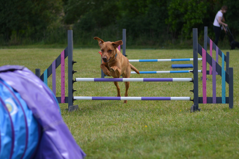 Woodford the red Labrador jumping