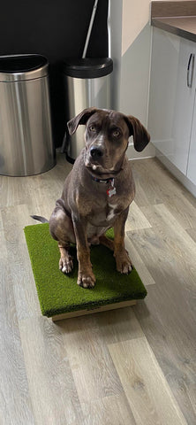 Place Board used for dog training with a catahoula on it